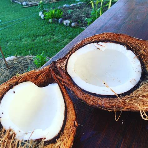 ampol ng niyog|Buko .